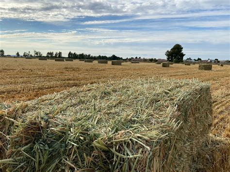 Agricultores y ganaderos podrán presentar la PAC hasta el 15 de junio