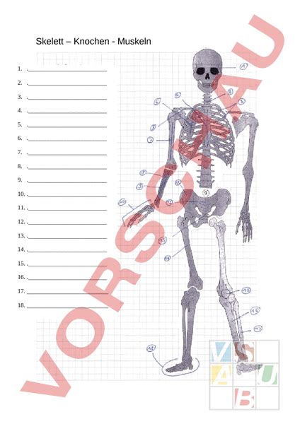 Arbeitsblatt Skelett Knochen Muskeln Biologie Anatomie