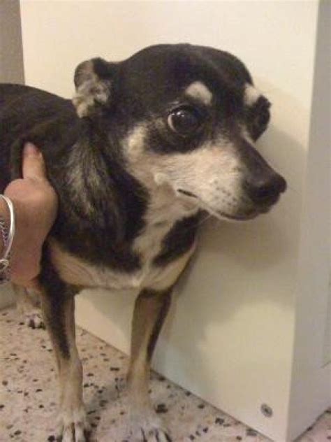 Reunited Female Dog (Black with white and maybe a tiny hint of tan ...