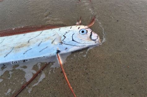 Strange Visitors - Giant Oarfish on Nantucket