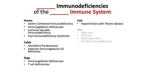 Immunodeficiencies Flashcards Quizlet