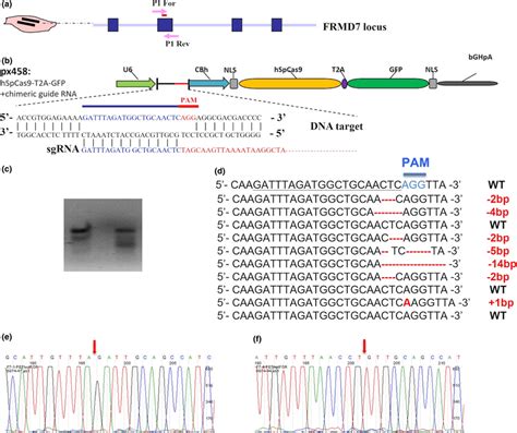 Crisprcas9‐mediated Mutagenesis Of Frmd7 Gene In Human Fibroblast Cell