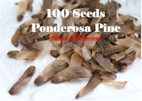 100 Seeds - Ponderosa Pine Tree - Pinus Ponderosa Seeds / Natural Real ...