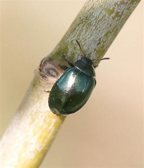 Plagiodera Versicolora Plagiodera Versicolora Naturbasen