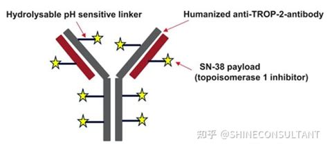 全球首款上市的trop 2 Adc「戈沙妥珠单抗」，有望跻身十亿美元分子队列？ 知乎