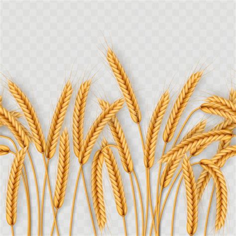 Bunch Of Wheat Ears Dried Whole Grains Seamless Realistic Illustration