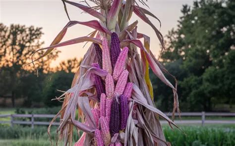 Colorful Cornstalk In K Ultra Hd Wallpaper By Quantumcurator