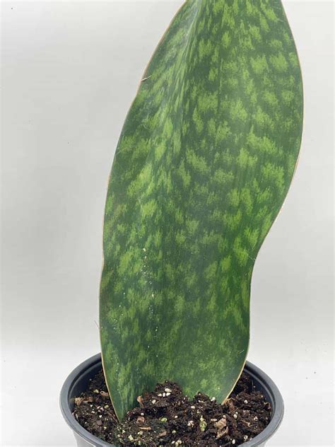 Snake Plant F Sansevieria Masoniana Whale Fin Floral And Garden Crafts