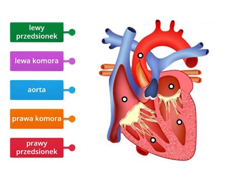 Budowa Serca Labelled Diagram
