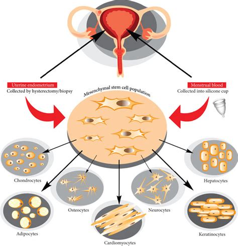 Mesenchymal Stem Cell Isolation From Uterine Endometrium And Menstrual