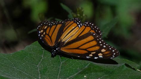 In Mexico Endangered Butterflies Inspire Hopes Of A Comeback