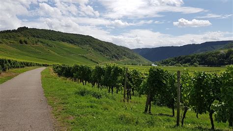 Mosel Radweg Wein Kostenloses Foto Auf Pixabay Pixabay