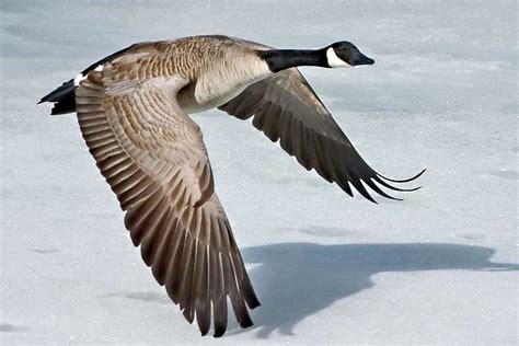 Datei:Canada-Goose-Szmurlo.jpg – Wikipedia