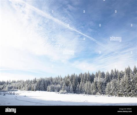 Winter wonderland forest Stock Photo - Alamy