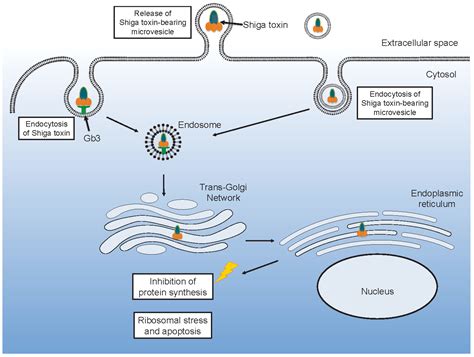 Toxins Free Full Text Microvesicle Involvement In Shiga Toxin