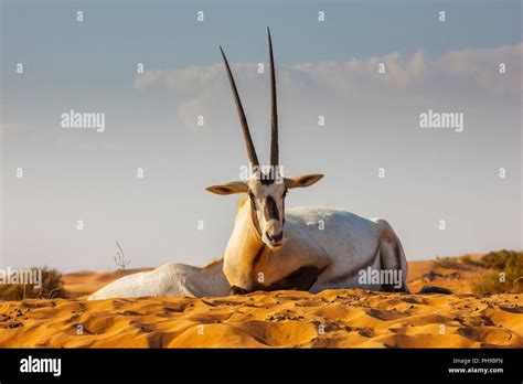 Oryx In Dubai Desert Stock Photo Alamy