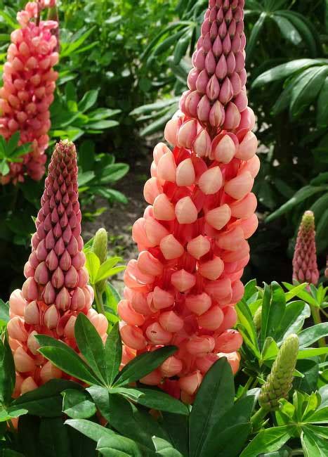 Lupin Salmon Star Gradina Chic Lupin Salmon Star