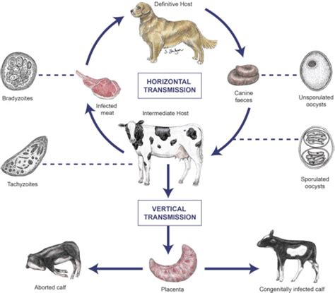 1 Life Cycle Of Neospora Caninum Neospora Exhibits A Highly Similar