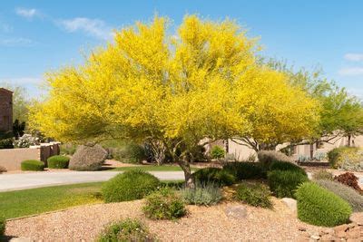 15 Incredible Native Trees Of Arizona