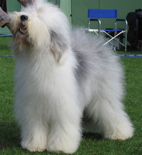 Show standard Old English Sheepdog - My Doggy Rocks