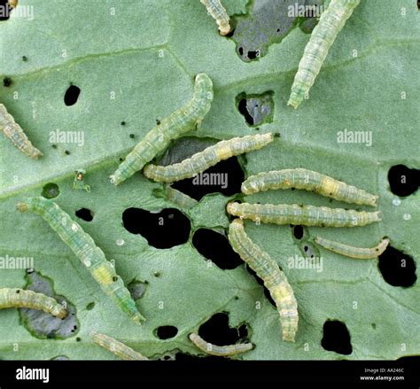 Diamondback moth Plutella xylostella caterpillars on damage cabbage ...