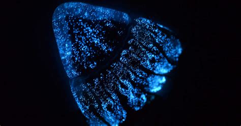 Luz En La Oscuridad La Bioluminiscencia En Las Profundidades Del Oc Ano