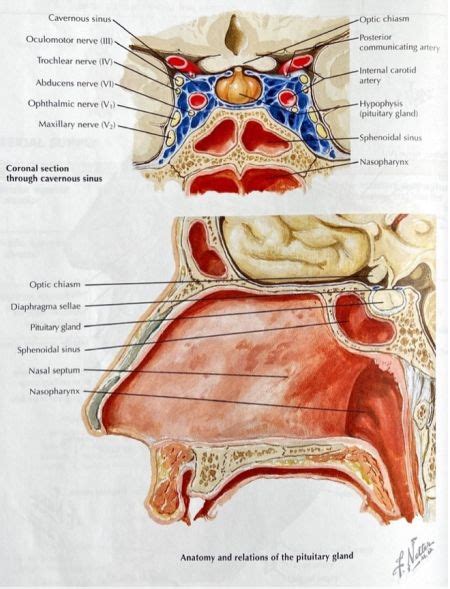 Intranasal And Sinus Anatomy Eyewiki