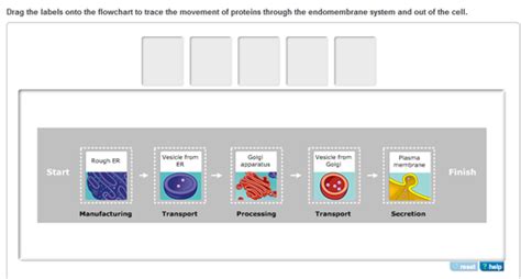 BSC 1005 Chapter 4 Homework A Tour Of The Cell Flashcards Quizlet