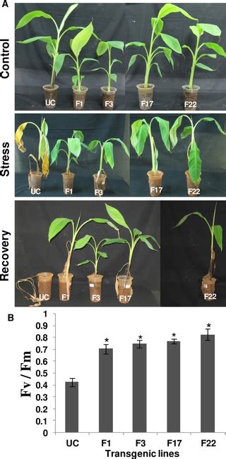 Overexpression Of Native Ferritin Gene Musafer1 Enhances Iron Content