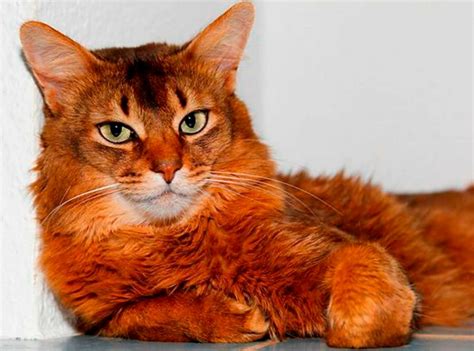 Ancient And Magnificent The Somali Cat Breed Cat Breeds And Types