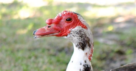 Urban Wildlife Guide Muscovy Ducks