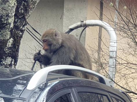 武陵山莊傳獼猴攻擊！開車門獼猴衝入狂咬 1登山客縫7針 │ 旅遊頻道 │ 三立新聞網 Setncom