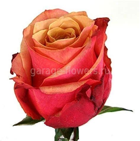 Роза черри бренди в Санкт-Петербурге купить в Гараж фловерс