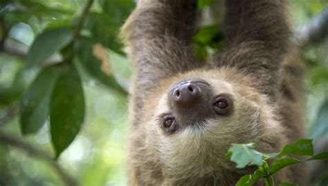 Facts for Kids: Rainforest Animals | Sciencing