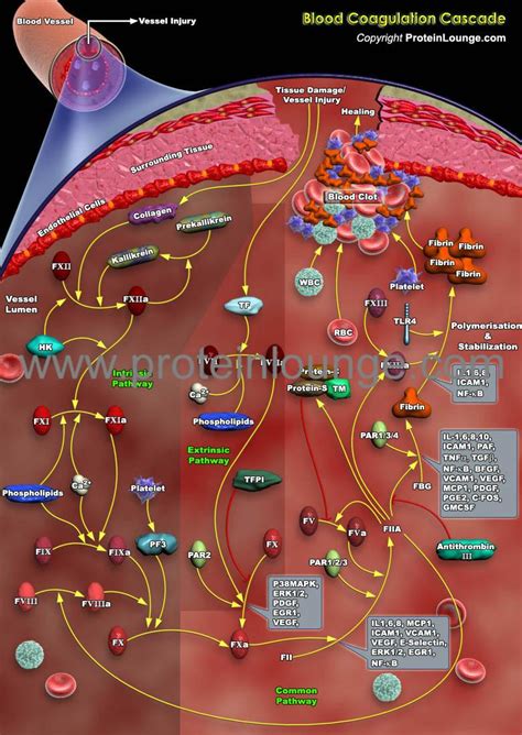 Blood Coagulation Cascade