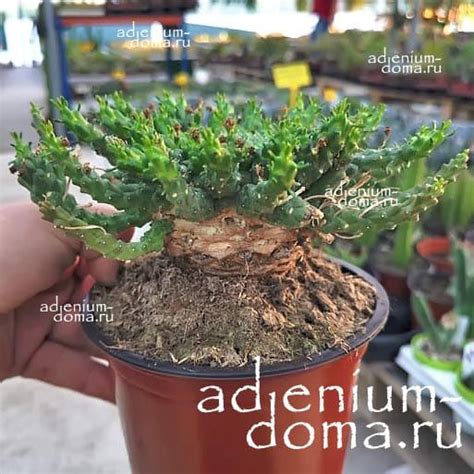 Растение ⌀ 7 Euphorbia INERMIS (Молочай, Эуфорбия): купить c доставкой ...