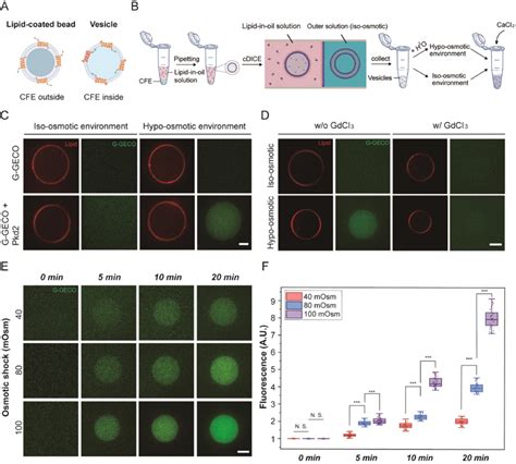 Pkd Reconstituted In Guvs Responds To Osmotic Pressure A Schematic