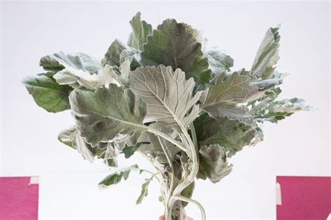 Dusty Miller Hoja Redonda U Orej N Accyflor M Xima Calidad En Flores