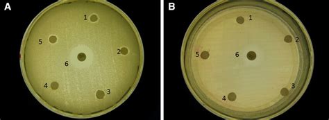 Agar Plates Showing Zone Of Inhibition For Pine Resin Pbs