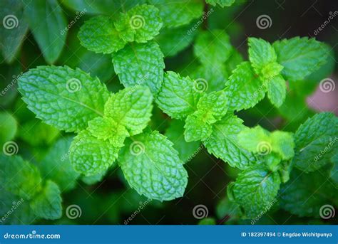 Peppermint Leaf In The Garden Background Fresh Mint Leaves In A