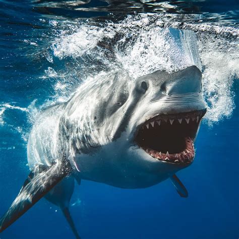 Massive Great White Shark Perfectly Recreates Iconic Jaws Movie Poster