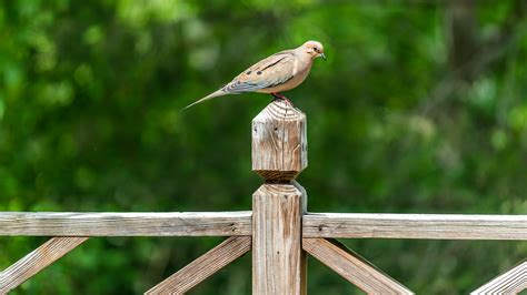 Keep Birds From Nesting On Your Porch With A Convenient Kitchen Essential