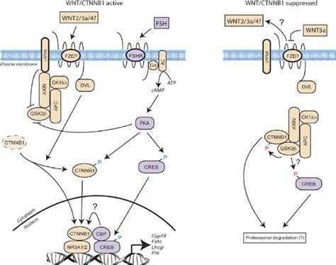 A Working Model Of The Mechanism Of Action Of WNT5a In GCs Left