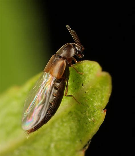 Coleoptera Oxypoda BugGuide Net