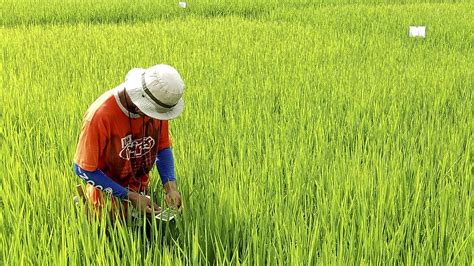 Balanced Fertilization Increases Rice Yields Decreases Expenses