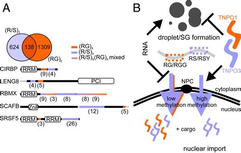 Nonclassical Nuclear Localization Signals Mediate Nuclear Import Of