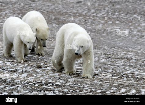 Churchill, Canada, polar bears in the Churchill Wildlife Management ...