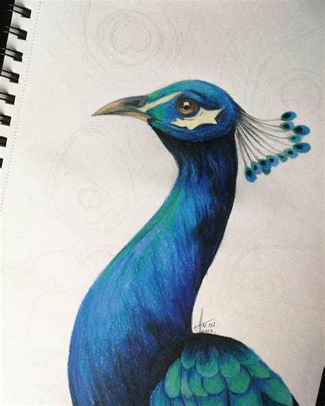 Peacock Drawing Coloredpencil Sketchbook Bird Watercolor