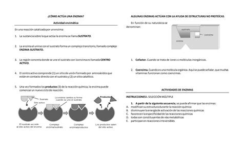 PROTEINAS ENZIMAS Y TRANSPORTE Docx