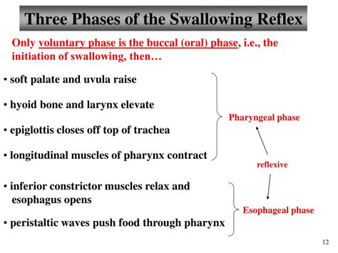 Ppt Chapter 23 Digestive System Lectures 9 And 10 Part 2 Upper